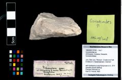 Foto (Objekt + Etikett) von Goniodromites sp.  (NHMW-GEO-1990-0041-10162)